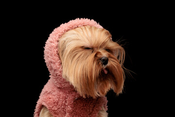 adorable yorkie dog with pink hoodie closing eyes and sticking out tongue