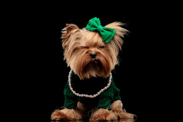 beautiful yorkie dog with green bow sticking out tongue and closing eyes