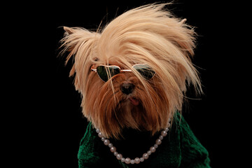 rebel yorkshire terrier dog with sunglasses posing with tongue outside