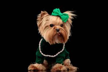 adorable yorkshire terrier puppy with green bow sticking out tongue