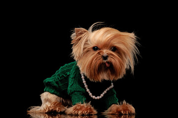 adorable little yorkie dog with green sweather and necklace sticking out tongue