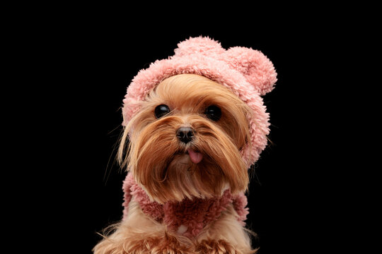 cute little yorkshire terrier dog with pink hoodie with ears sticking out tongue
