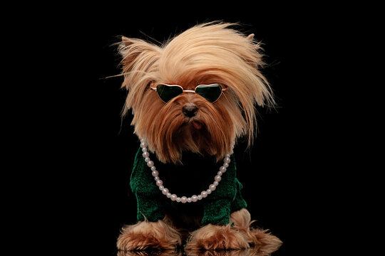 cool yorkie dog with sunglasses looking down and sticking out tongue