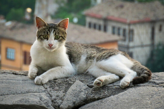 Stock photo of cute cat lying on the ground with a view of Safranbolu.