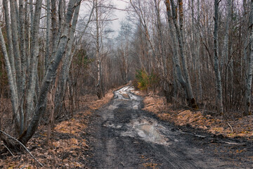 stump in forest,dirty, washed out, broken road in the middle of the forest, the road for the tank