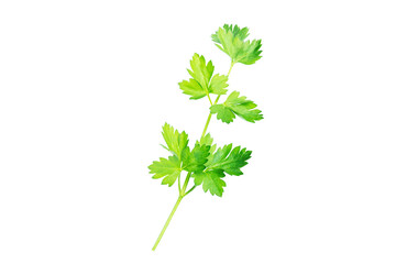 branch of green parsley isolated on white background