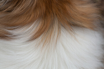 Golden collie fur close up