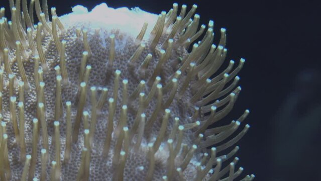 Toadstool Leather Coral (Sarcophyton spp), Reduce Noise, Extreme Close-up