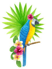 Parrot Ara with tropical flowers and fan palm leaf. Exotic floral composition, watercolor painting of leaves, flowers and blue-and-yellow macaw.