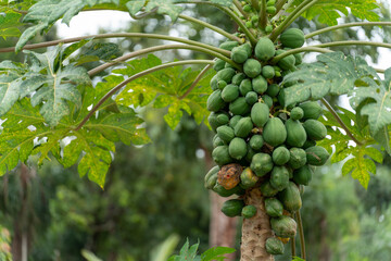 Green Papaya Tree with Ripe and Unripe Papayas