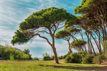 Park of Italian pines on the seashore on a bright sunny day. Tuscany, Italy. - obrazy, fototapety, plakaty