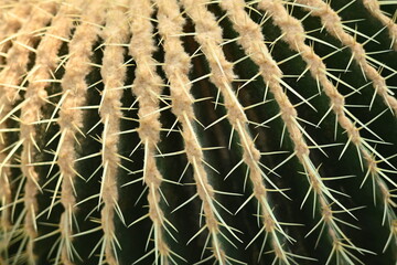 cactus texture, cactus needles close-up, cactus lines close-up, macro succulent needles close-up, green texutra succulent