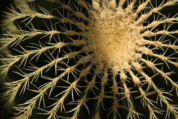symmetrical photo of cactus needles, cactus texture, cactus needles close-up, cactus lines close-up, macro succulent needles close-up, green texutra succulent	
