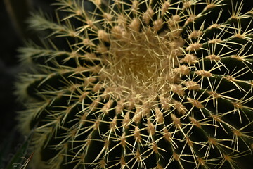 symmetrical photo of cactus needles, cactus texture, cactus needles close-up, cactus lines close-up, macro succulent needles close-up, green texutra succulent	
