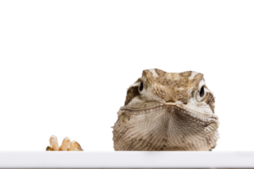 lizard as transparent png cut out, look in the camera with one feet coming up the picture
