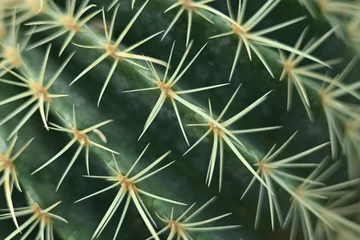 Photo sur Plexiglas Cactus cactus texture, cactus needles close-up, cactus lines close-up, macro succulent needles close-up, green texutra succulent