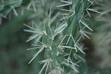 Naklejka na ściany i meble cactus texture, cactus needles close-up, cactus lines close-up, macro succulent needles close-up, green texutra succulent