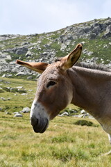 The donkey in the alpine pasture, with flies buzzing around its muzzle
