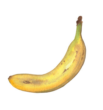 Banana illustration, hand painted in watercolor as an isolated element on transparent background. A ripe tropical fruit can be used in food themed designs
