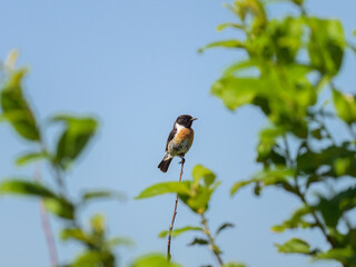 A common stonechat sitting on a small twig