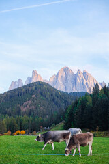 Cows Eating Grass with the View of the Dolomites Peaks - Santa Maddalena, Val Di Funes, Tyrol, Italy