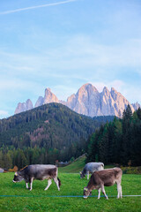Fototapeta na wymiar Cows Eating Grass with the View of the Dolomites Peaks - Santa Maddalena, Val Di Funes, Tyrol, Italy