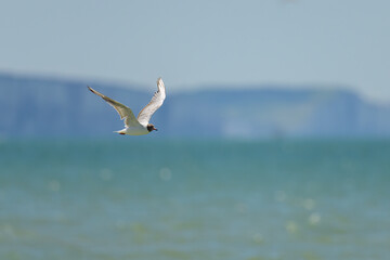 Fototapeta na wymiar A black-headed gull in flight on the beach