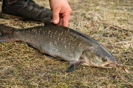 Fisherman holding a freshly caught Aral Asp - Leuciscus aspius