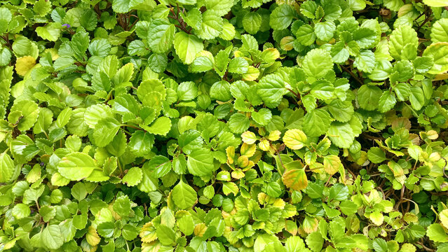 Holas verde del suelo