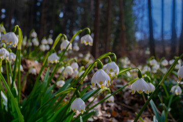 Obraz premium Leucojum vernum (spring snowflake) in spring forest, Czech republic, Europe
