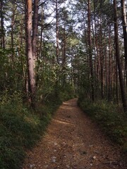 Obraz premium Magic trees and paths in the forest. Slovakia