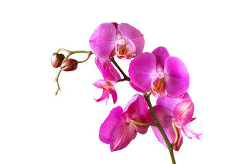 Purple orchid flower phalaenopsis, phalaenopsis or falah. Orchid branch with pink flowers isolated on transparent background, PNG. Floriculture, flower shop, home flower decor, floral concept