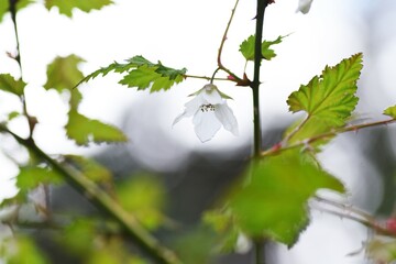 Rubus palmatus flowers. Rosaceae deciduous shrub. White flowers bloom downward from March to May,...