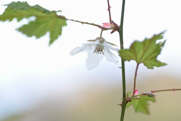 Rubus palmatus flowers. Rosaceae deciduous shrub. White flowers bloom downward from March to May, and ripe orange berries around June are sweet and delicious.