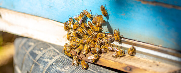 Bees fly into the hive in the apiary. Beautiful honeycombs with bees close-up. A swarm of bees...