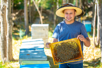 The beekeeper extracts honey from bee hives, holds the honeycomb in his hands, assessing the state...