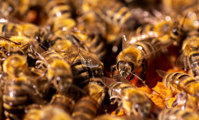Beautiful honeycomb with bees close-up. A swarm of bees crawls through the combs collecting honey....