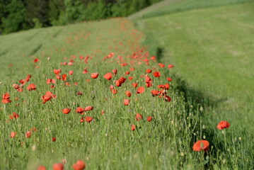 rote Klatschmohnblüten im Getreidefeld