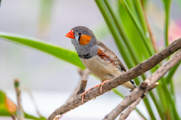The Sunda zebra finch (Taeniopygia guttata) is a species of bird in the family Estrildidae