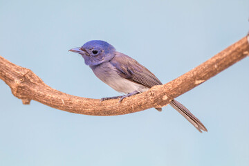 The black-naped monarch or black-naped blue flycatcher (Hypothymis azurea)
