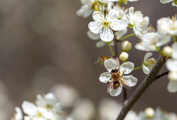 Bee on a flower of the white cherry blossoms. White flowers bloom in the trees. Spring landscape with blooming sakura tree. Beautiful blooming garden on a sunny day. Copy space for text.