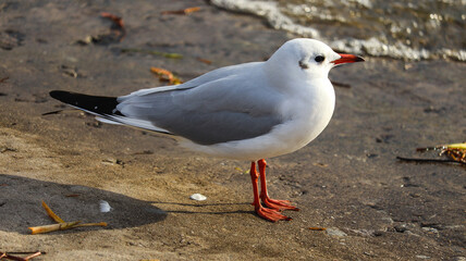 seagull on the beach