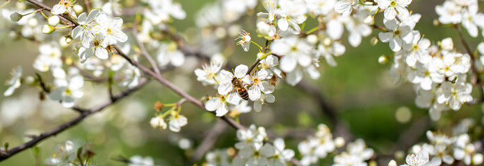 Bee on a flower of the white cherry blossoms. White flowers bloom in the trees. Spring landscape with blooming sakura tree. Beautiful blooming garden on a sunny day. Copy space for text.