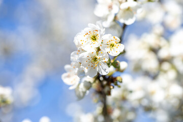 White flowers bloom in the trees. Spring landscape with blooming sakura tree. Beautiful blooming garden on a sunny day. Copy space for text.