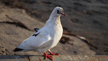 dove on the beach