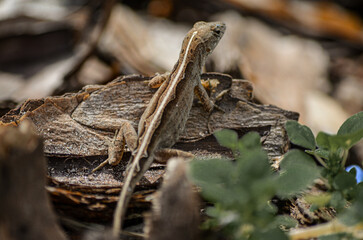 Female brown anole lizard on a woodchip