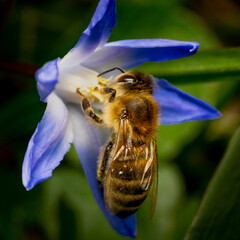 European honey bee (Apis mellifera) feasting and pollinating a flower