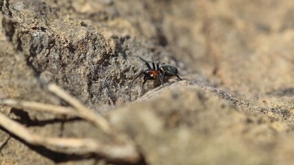 Männliche Vierfleck-Kalksteinspinne (Titanoeca quadriguttata)