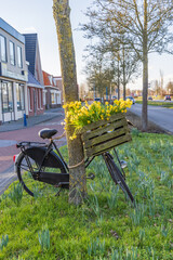 Dutch bike with blooming daffodil in Leek municipality Westerkwartier in Groningen Province the Netherlands - obrazy, fototapety, plakaty