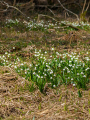 Leucojum vernum (spring snowflake) in spring forest, Czech republic, Europe